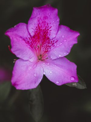 GOTAS NA AZALEIA