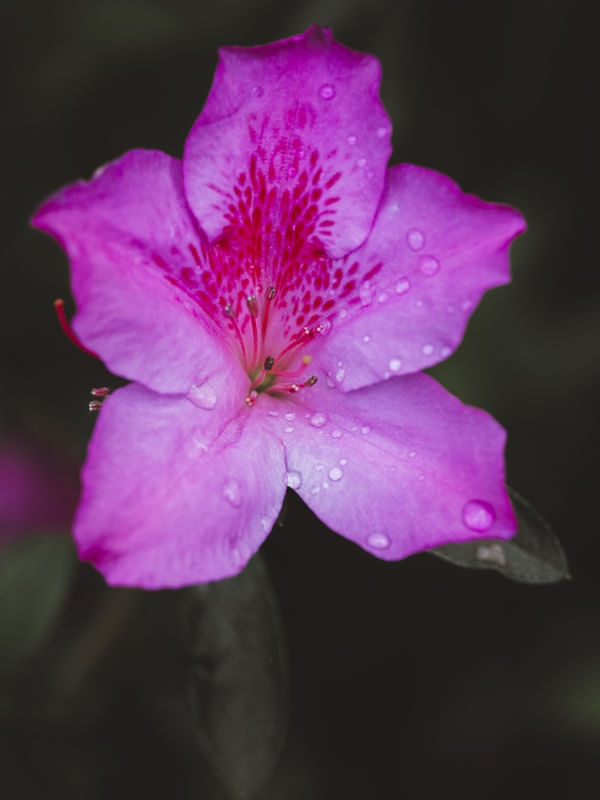 GOTAS NA AZALEIA