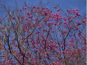 IPÊ ROSA 0626