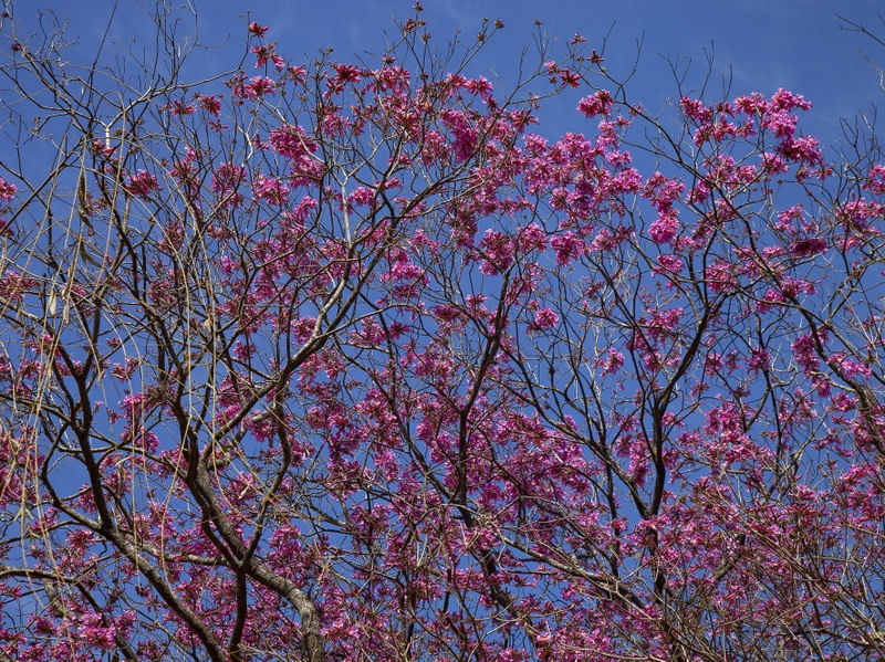 IPÊ ROSA 0626