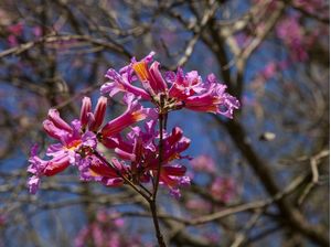 IPÊ ROSA 0627