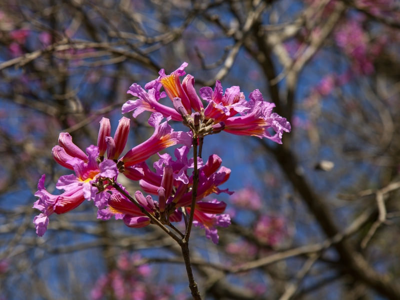 IPÊ ROSA 0627
