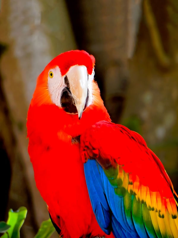 ARARA VERMELHA E VERDE
