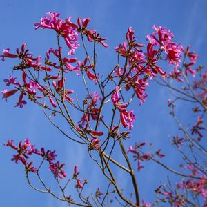 IPÊ ROSA 0629