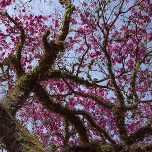 IPÊ ROSA 0635