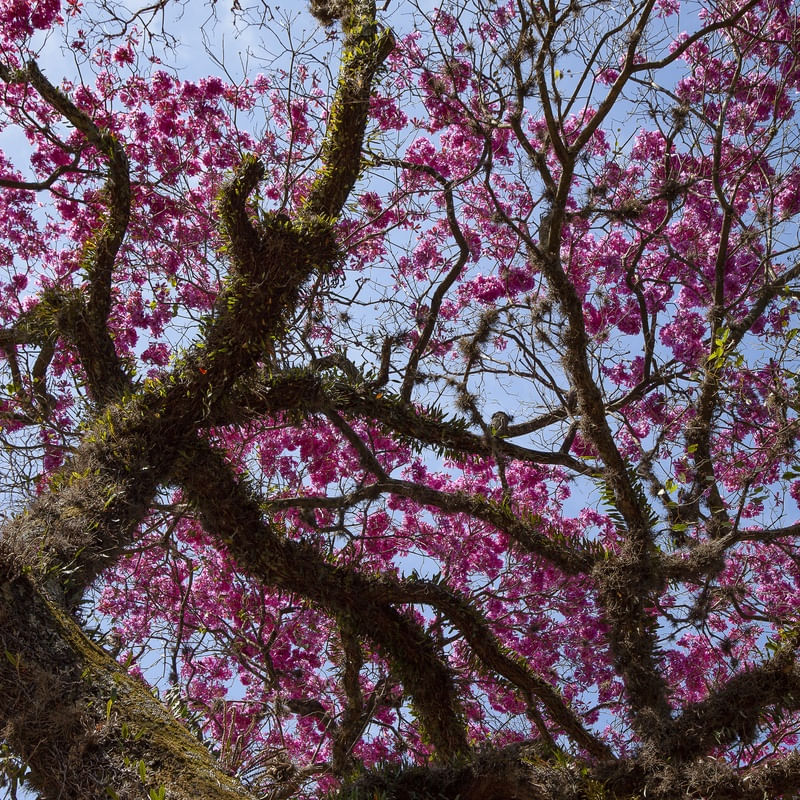 IPÊ ROSA 0635