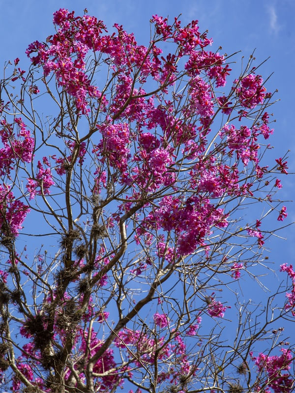 IPÊ ROSA 0642