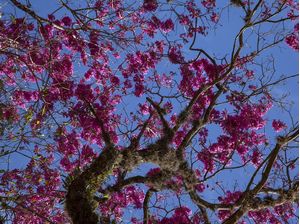 IPÊ ROSA 0643