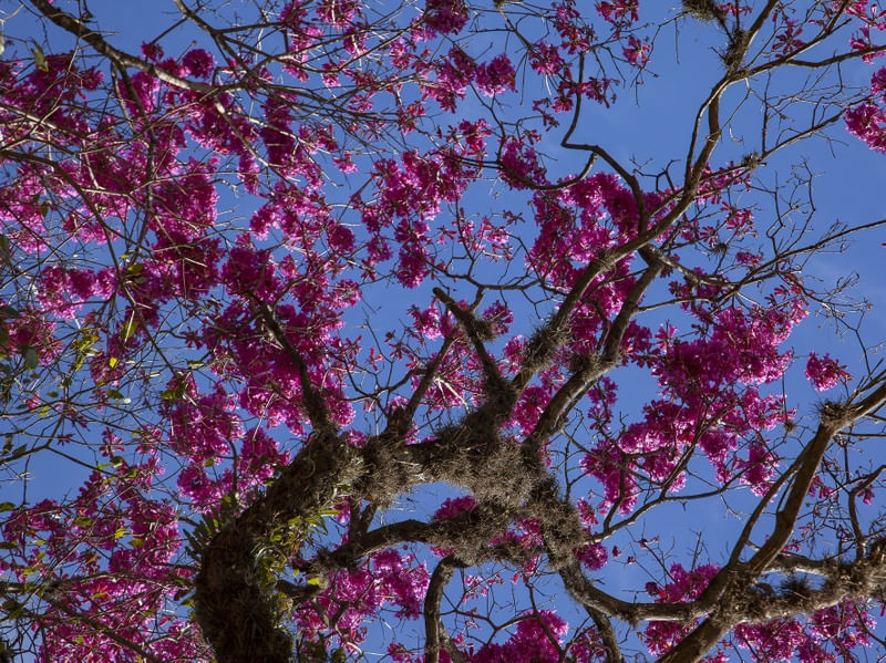 IPÊ ROSA 0643