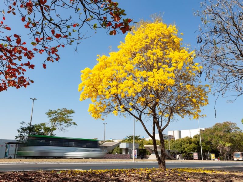 IPÊ AMARELO EMOLDURADO