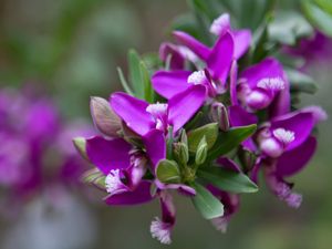 FLORES DE CAPRI