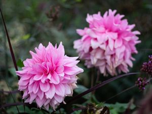 FLORES JARDIM DE LUXEMBURGO