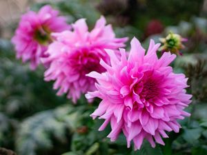 FLORES JARDIM DE LUXEMBURGO 2