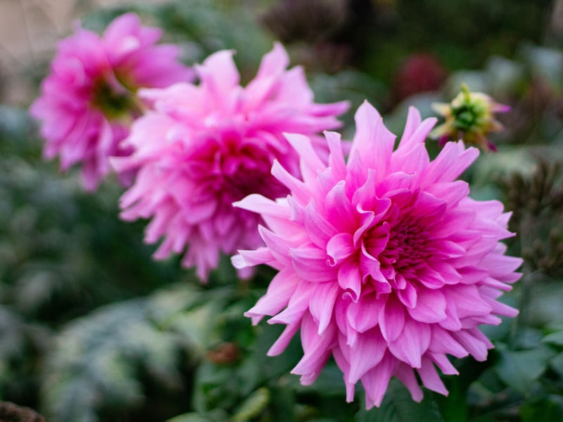 FLORES JARDIM DE LUXEMBURGO 2