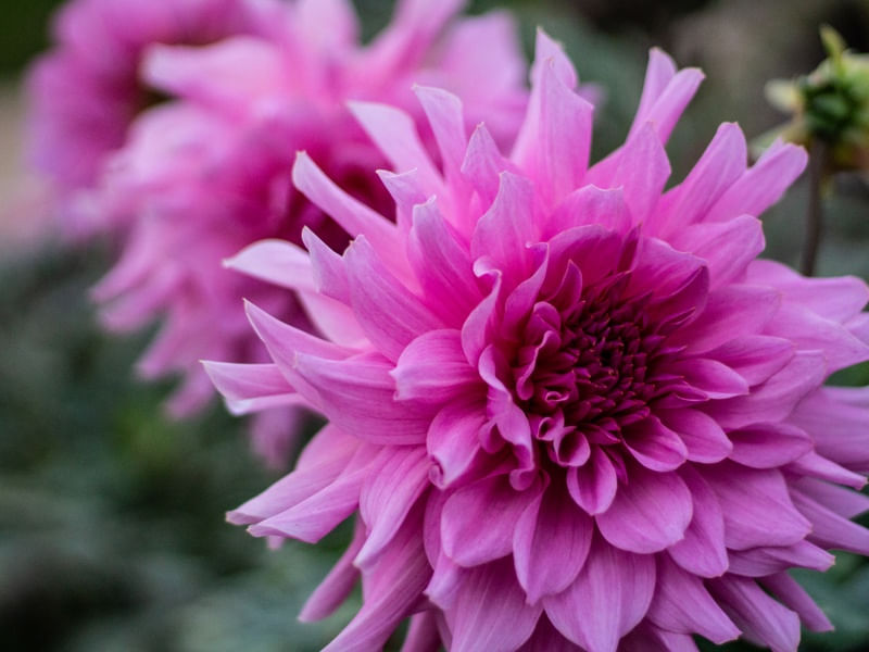 FLORES JARDIM DE LUXEMBURGO 3