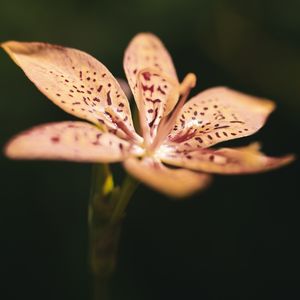 LARANJA PÉTALAS