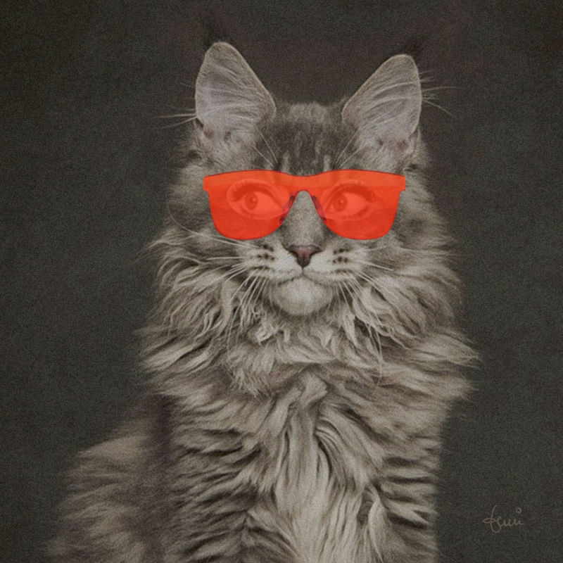 CAT WEARING GLASSES 07