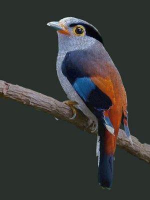 PÁSSARO AZUL E LARANJA