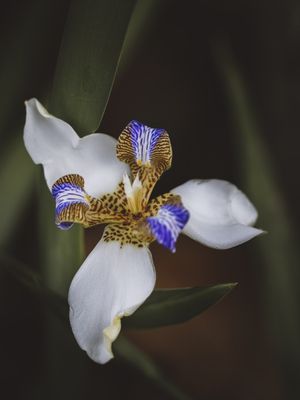 SINGLE FLOWERS