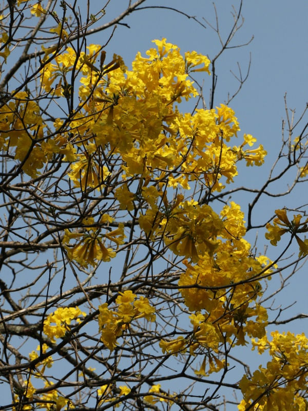 AMARELO FLORIDO 01