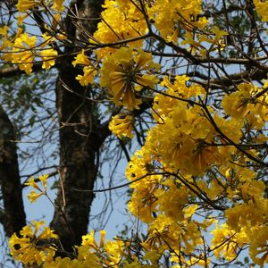AMARELO FLORIDO 02