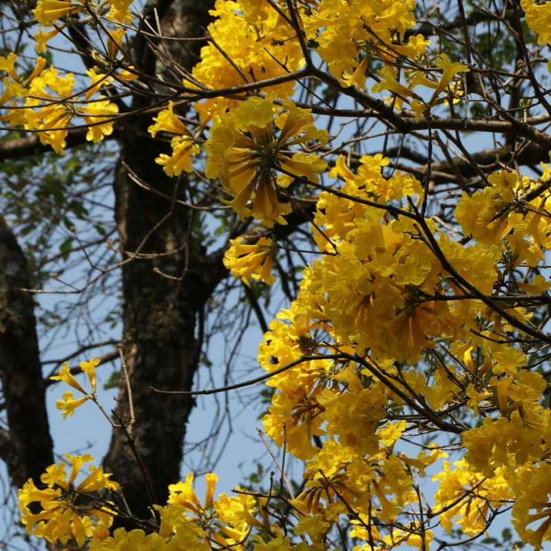 AMARELO FLORIDO 02