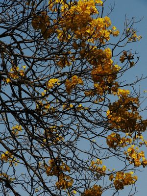AMARELO FLORIDO