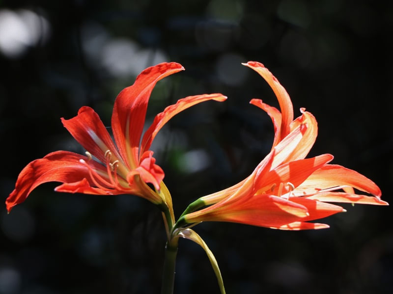 FLOR LARANJA LB