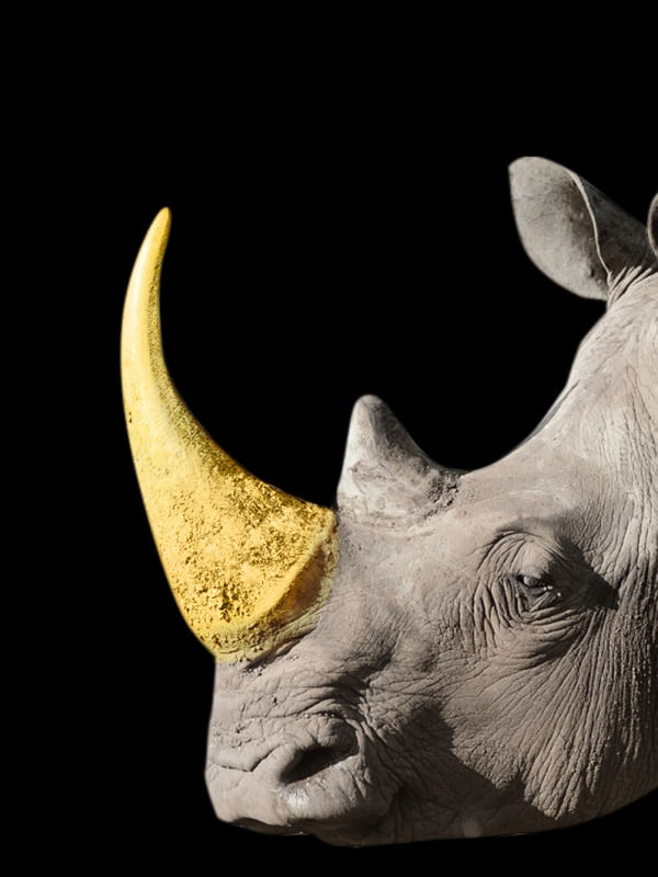 RINO GOLD00