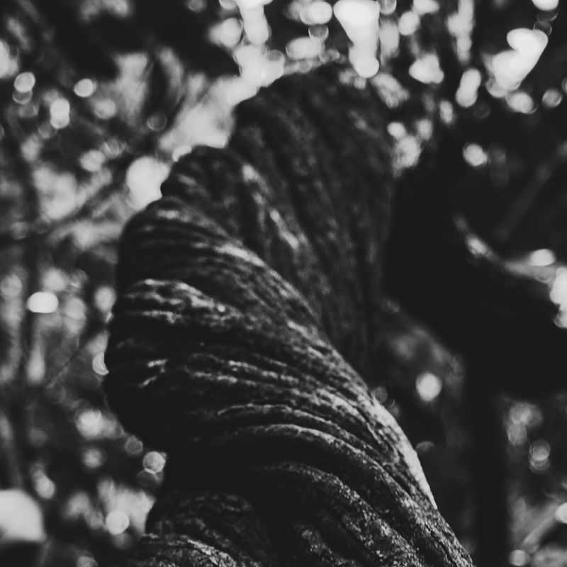 TRIPDICO NATUREZA ABSTRATA PB QUADRADO - FOTO 1