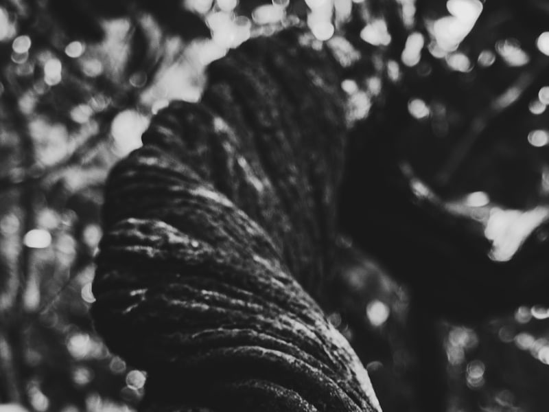 TRIPDICO NATUREZA ABSTRATA PB PAISAGEM - FOTO 1