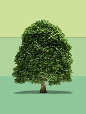 ÁRVORE PALETA VERDE 01