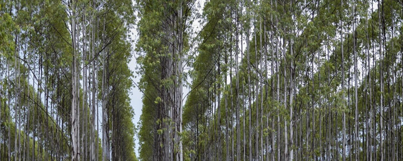 LINHAS DA NATUREZA I