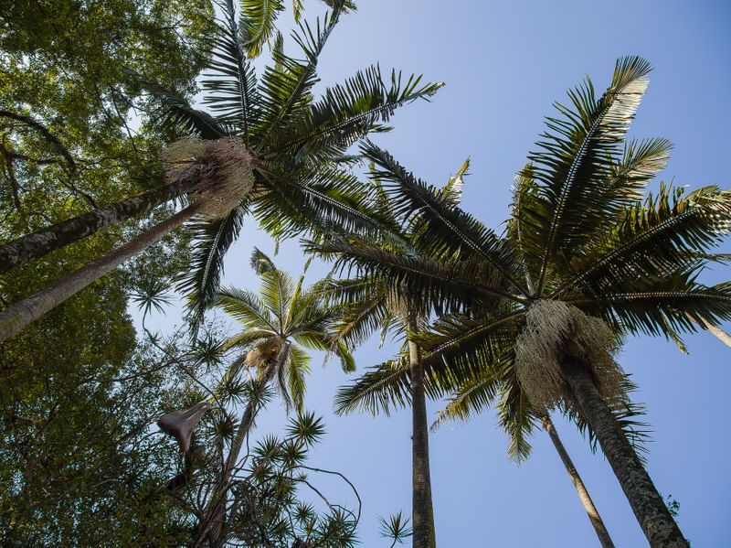 FLORESTA TROPICAL 0688