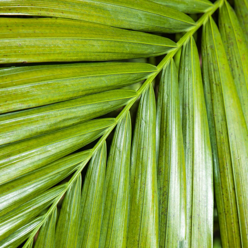 TROPICAL LEAF 0694