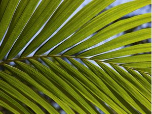TROPICAL LEAF 0700