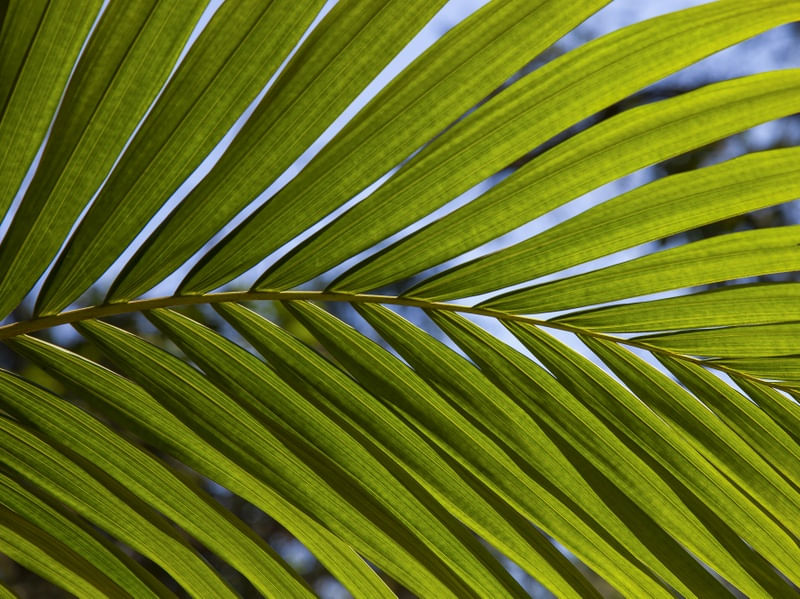 TROPICAL LEAF 0700