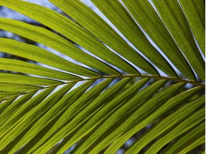 TROPICAL LEAF 0700 2