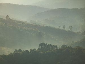 COLINA E ÁRVORES