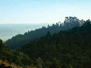 ÁRVORES NA COLINA