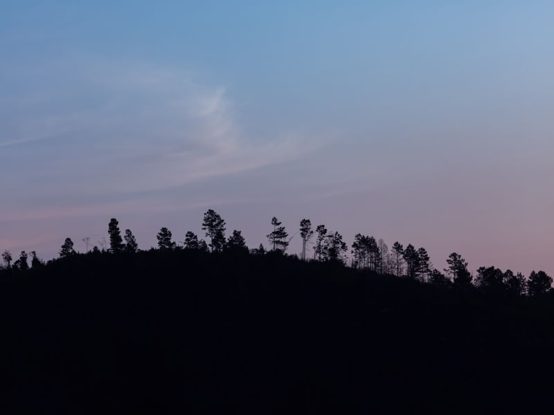 AS ÁRVORES NO ALTO DO MORRO
