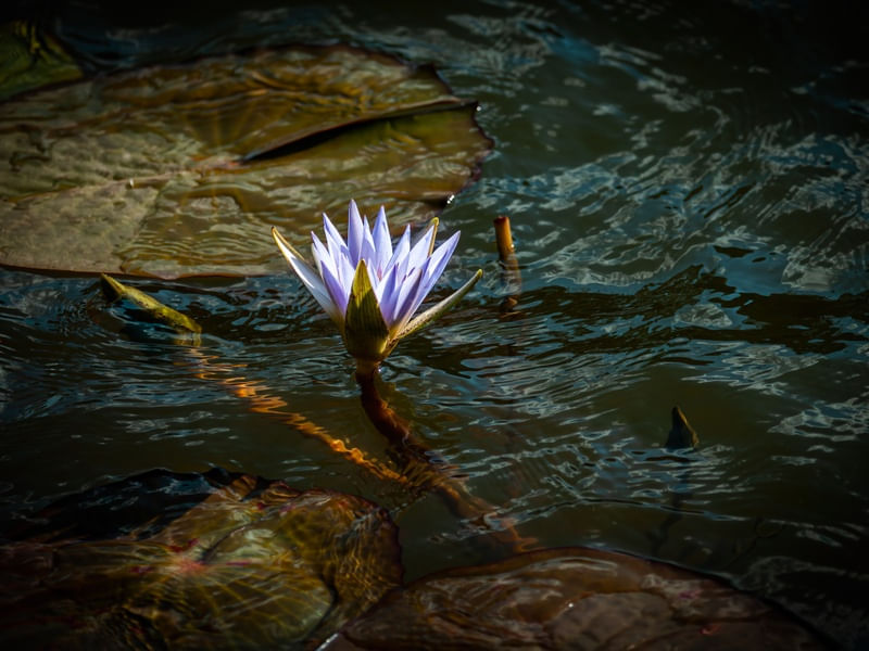 A FLOR DE LÓTUS