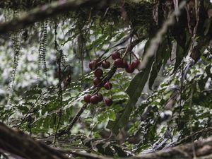 VEGETAÇÃO E FRUTOS MATA ATLANTICA