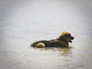 CÃO DE BOA