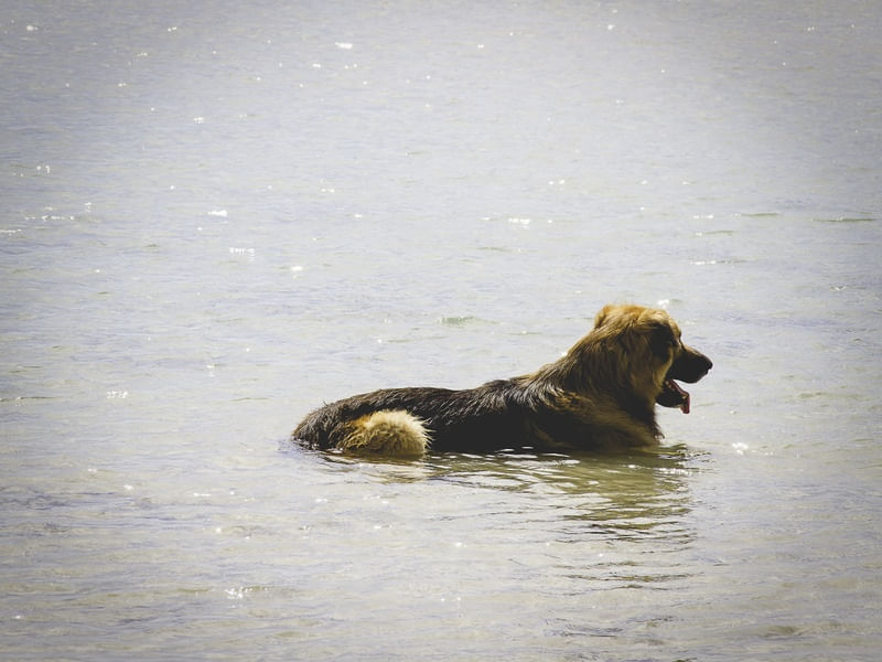 CÃO DE BOA