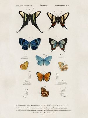 ILUSTRAÇÃO VINTAGE DE ESPÉCIES DE BORBOLETAS