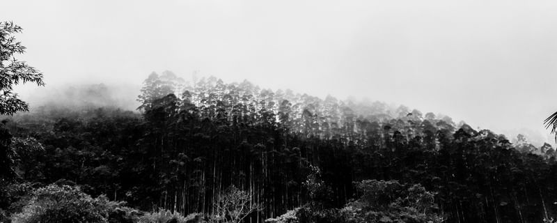 FLORESTA COM NEBLINA E SERRAÇÃO EM PRETO E BRANCO