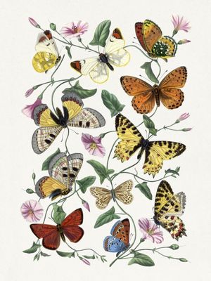 ILUSTRAÇÃO VINTAGE DE BORBOLETAS