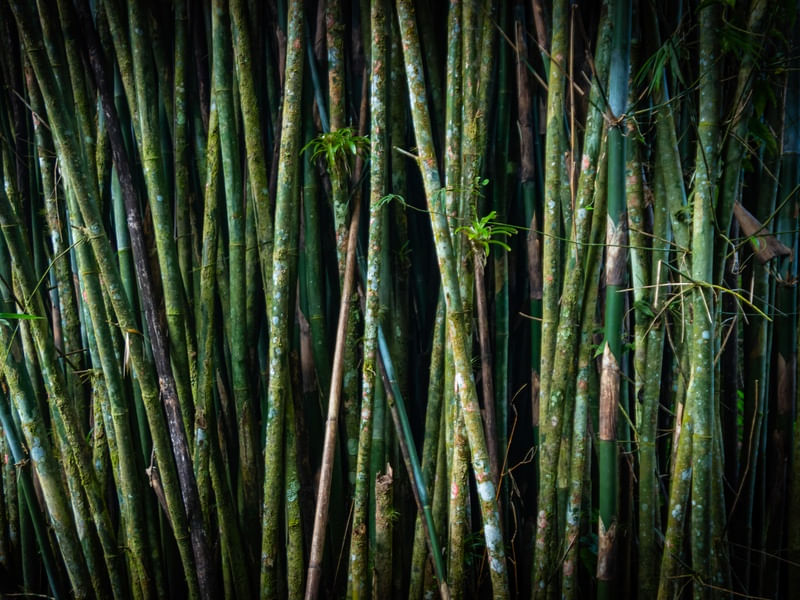 BAMBU LLL