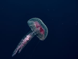 ÁGUA VIVA JELLYFISH